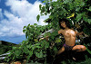 yoshino_sally106_s.jpg